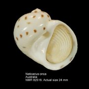 Naticarius onca (2)
